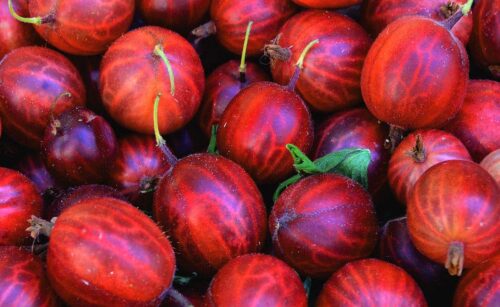 what are the best fruits for keto - gooseberries